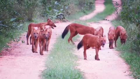 A fearless herd of 10 wild dogs taking out every creature that lurks along the way