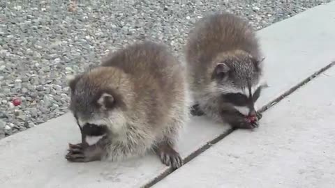 Raccoon Mom & Babies looking for food