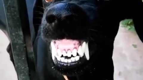 Very funny dog smilling 😅😅😅😅