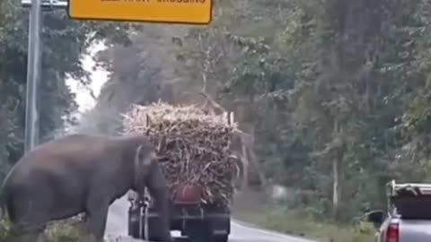 Elephant Check Point In Srilanka - Must See This Video