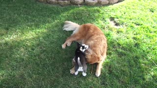 Husky puppy attacks Golden Retriever