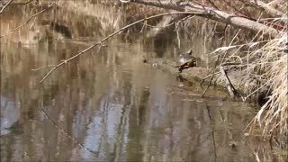 Turtle Sunbathing On A Log In The Creek