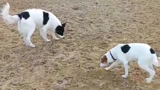 Argentinian Border Collie and her puppy in Brazil