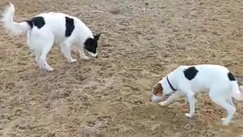 Argentinian Border Collie and her puppy in Brazil