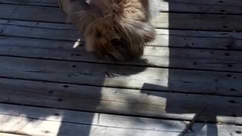 Jasper getting some fresh air