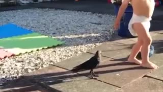 HOW A WILD JACKDAW STARTED INTERACTING WITH LITTLE BOY