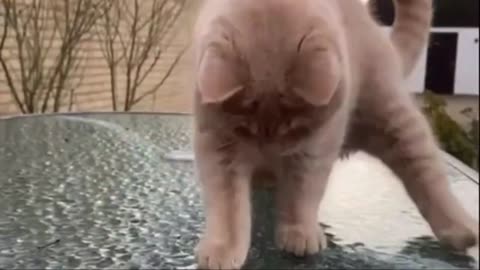 Little cute kittens and cats. Part 13. Funny cat video