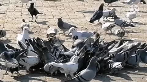 Birds gather for lunch