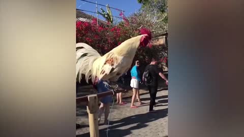 Why Does This Rooster Sound Like This? (Weird Noise)