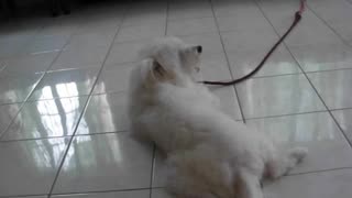 snowy dog singing for attentin