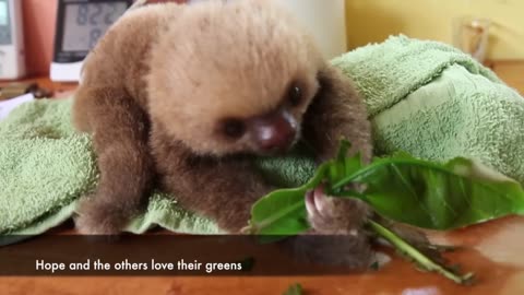 Meet Hope, a sweet baby sloth in Costa Rica.