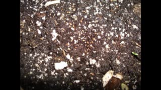 Germinating Blueberry Seeds Right In The Ground (Best Method)