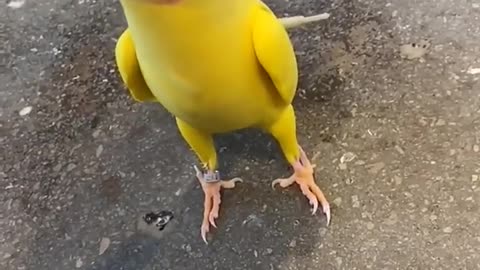 📹 YELLOW RINGNECK TALKING PARROT | cute bird →