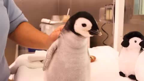 A month-old, 2-pound emperor penguin gets feeding.