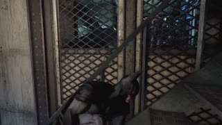 Batman: Arkham Asylum Playthrough Part 1