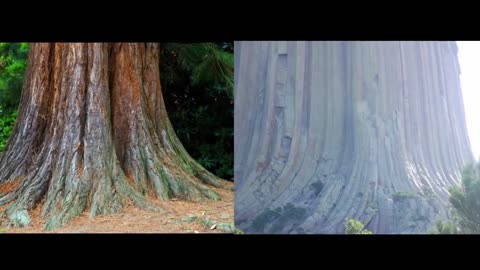 How Big were Trees before Noahs flood