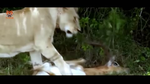 30 Moments Hunting And Chasing 14 Different Kinds Of Wild Animals _ Animal Fight