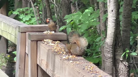 Aggressive and territorial red tailed squirrels