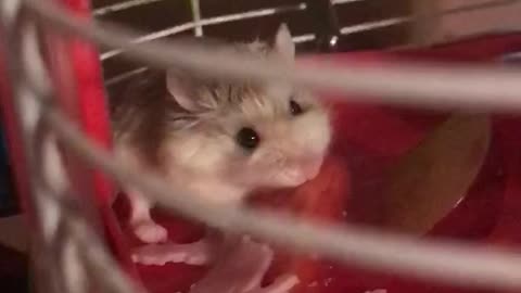 Hamster Alvin “Rambo”🐹