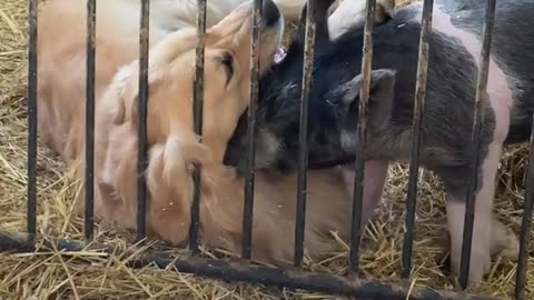 Golden Retriever Is Best Friends With Show Pig