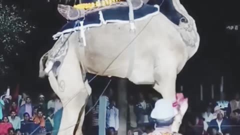 Camel video dance camel, camel dance song, camel dance video, camel festival dance, camel video