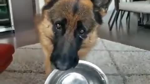 Dog ask for more food.
