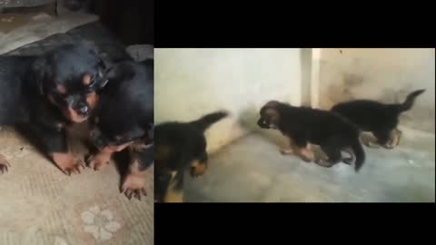 Free Dog Adoption-Rottweiler,GermanShepherd Long Coat German Shepherd For Free Adoption Adopt me