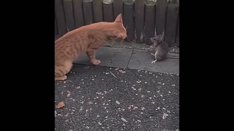 The Funny Cat And A Rat