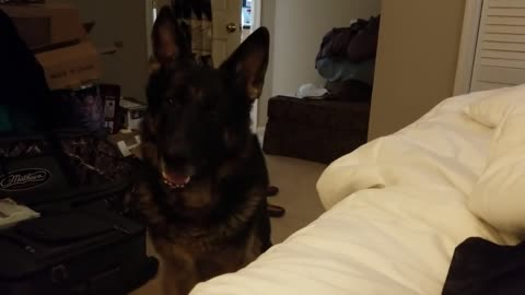 German Shepherd Throws a Temper Tantrum