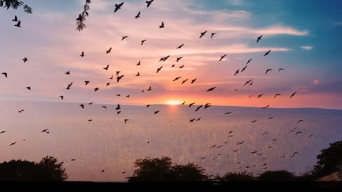 HD Birds Flying Video Nature and Natural Sky