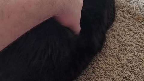 When your new cat loves you, but hates your voice. FUNNY AND CUTE