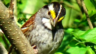 White-throated sparrow