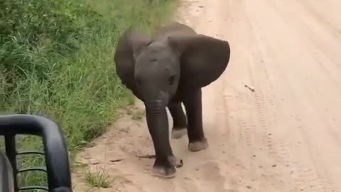 Friendly Baby elephants says hello