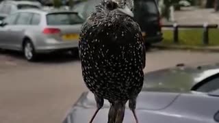 Attack Of The Starlings