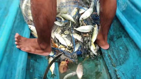 Indonesian traditional fishermen harvest fish