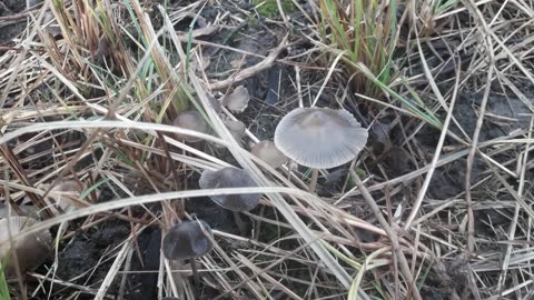 Pale toadstools or Honey mushrooms?