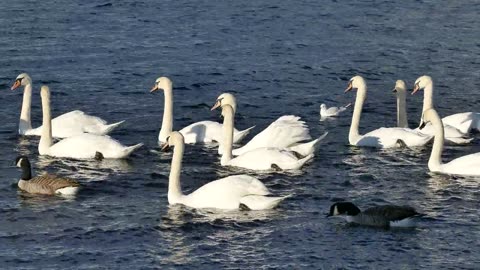 Swan family ## swimming in the water##