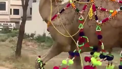 So much beautiful 🐪 Camel so cute 😍