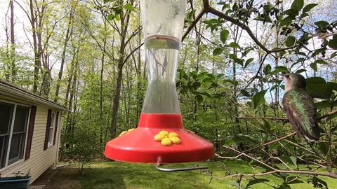 Hummingbirds