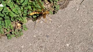Strange Wasp Has a Huge Stinger