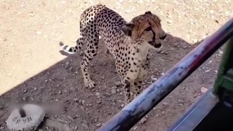 cheetah vs humen
