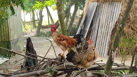 Cock and Hen