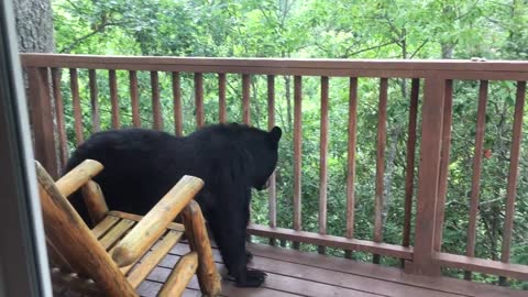 Momma Bear and Cub On Porch in Gatlinburg - BJBourg