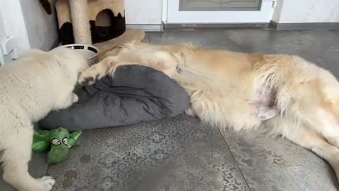 Golden Retriever Puppy's Reaction When His Bed Was Taken Away