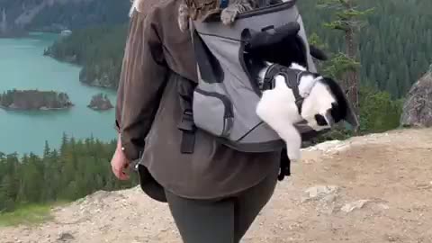 Cat Backpack Review: please watch this before you buy your pet a backpack! #shorts #vanlifecat