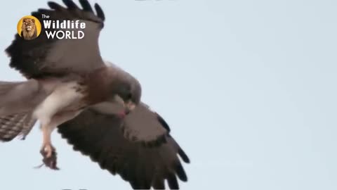 Incredible Hawks, Falcons and Owl Moments in the Wild.