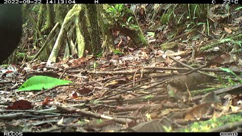 Black-naped pheasant pigeon rediscovered after 140 years