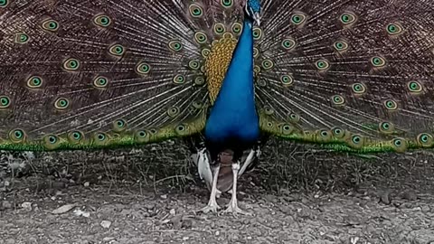 male peacock