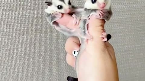 Double happiness # #sugarglider #cute #p...