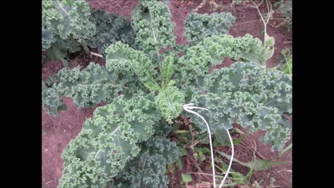 Highly Nutritious Kale Sept 2022